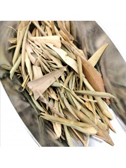 Olivier feuilles coupées...