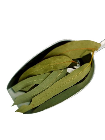 Eucalyptus - feuille entière en pharmacie - respiratoire toux