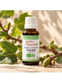 Figuier - Macérat Glycériné...