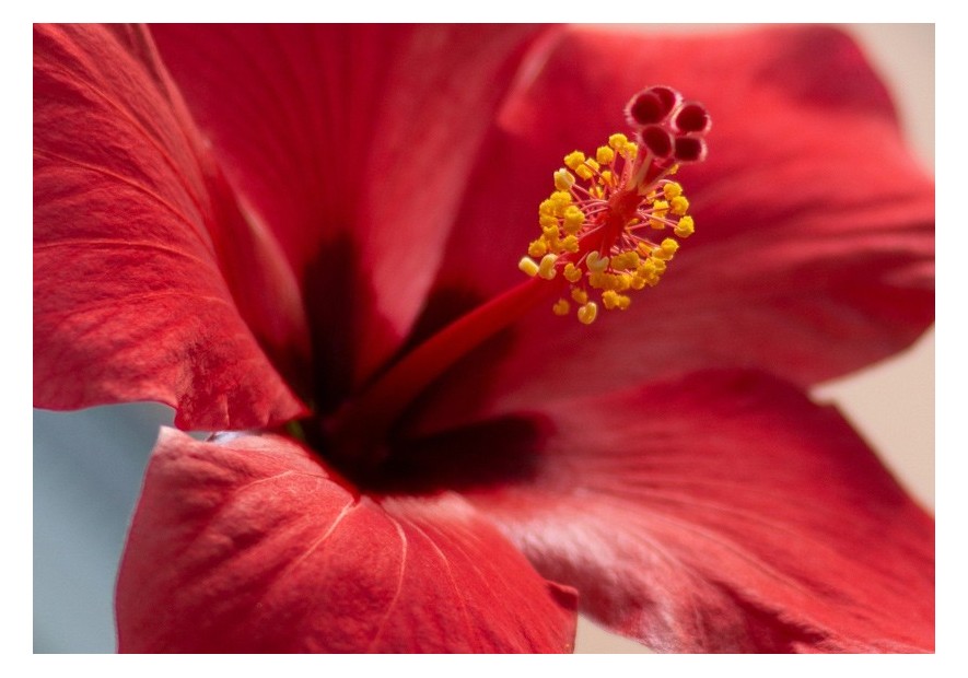 Gros Plan Du Lapacho Rose En Fleur