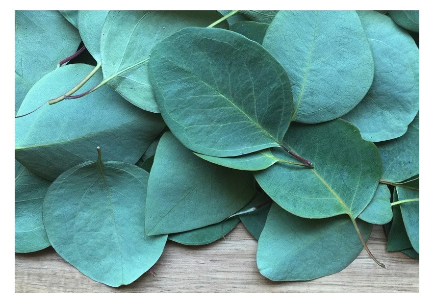 Eucalyptus - Plante médicinale
