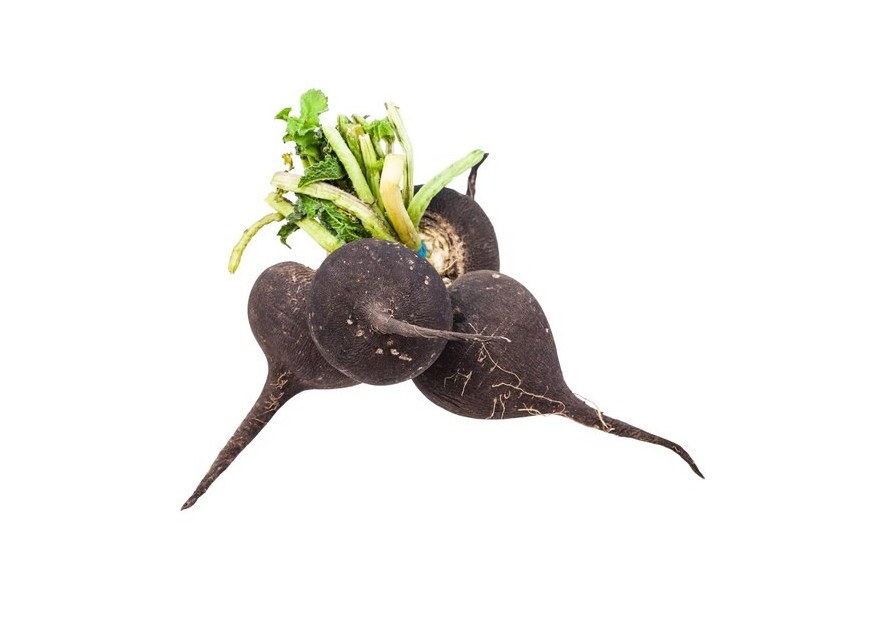 Le Radis Noir, drainer le foie et les bronches