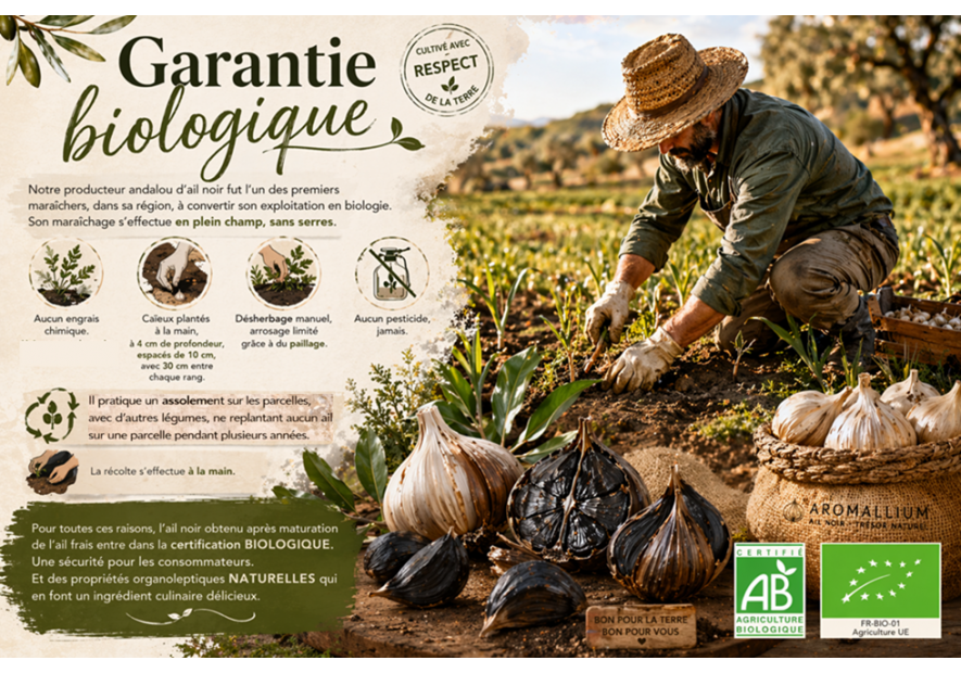 Ail noir biologique : culture naturelle sans pesticides